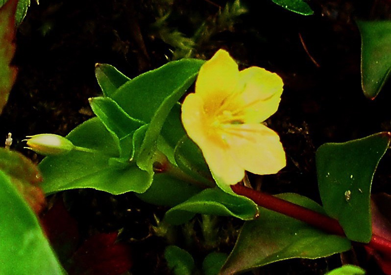 Lysimachia sp.